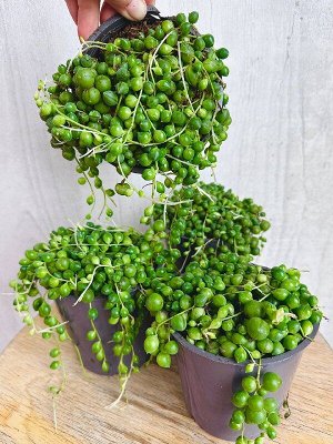 Mondo Verde Крестовник Роули