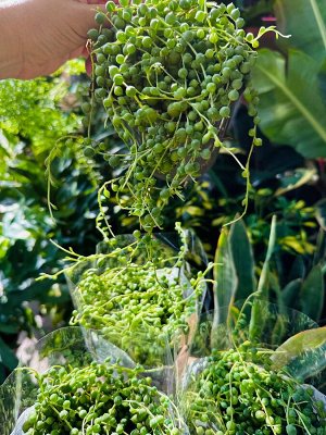 Mondo Verde Крестовник Роули