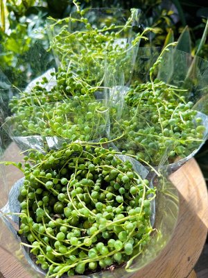 Mondo Verde Крестовник Роули