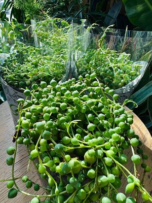 Mondo Verde Крестовник Роули