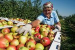 Защита от болезней и вредителей