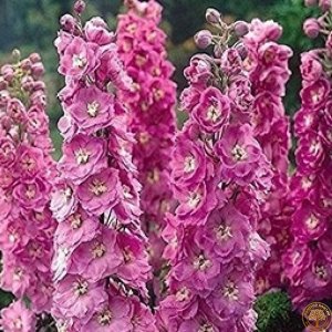 Семена дельфиниум Астолат 5шт