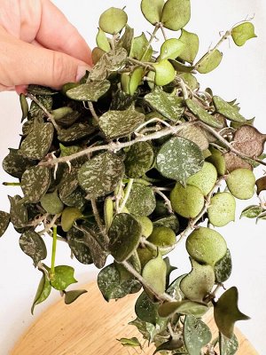 Растение Хойя Куртиси (Hoya Curtisii)