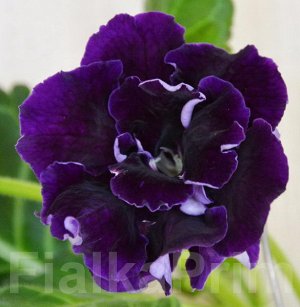 Глоксиния Махровые очень крупные сине - чёрные цветы. Раскрываются не крупными, затем цветок дорастает за 2-3 дня до размера 10-12 см. Куст среднего размера, лист тёмно-зелёный с серебристыми прожилка
