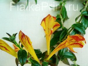 Колумнея Бронзово - зелёная листва с красной изнанкой. Крупные жёлтые цветы с красными полосками и пятнышками на капюшоне.