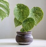 Бегония Phuthoensis ( Взрослый Куст)
