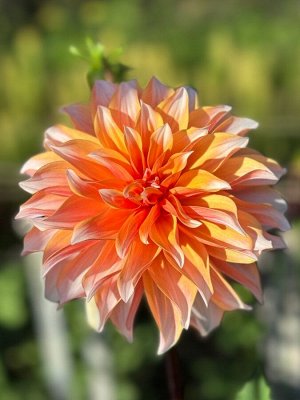Георгина Peaches And Cream