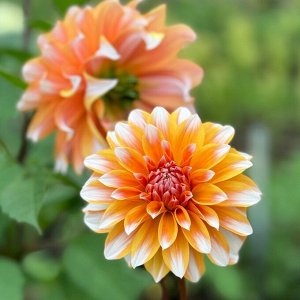 Георгина Peaches And Cream