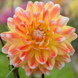 Георгина Peaches And Cream