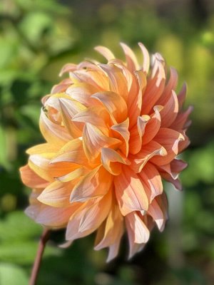 Георгина Peaches And Cream