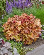 ГЕЙХЕРА МАРМЕЛАД