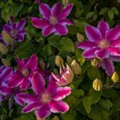 Корни многолетников! Более 800 сортов! Весна 2026