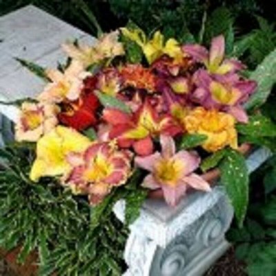 Корни многолетников! Более 800 сортов! Весна 2026