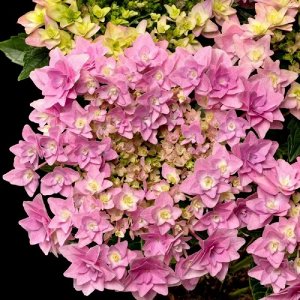 Флория Гортензия крупнолистовая