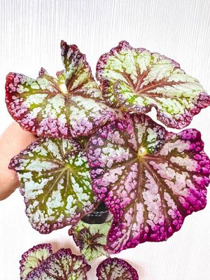 Бегония Розовые рифы
