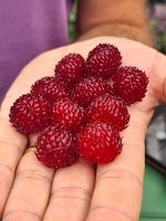 Малина Рэспберри Тауэр