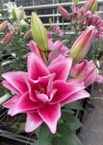 Лилия ROSELILY Джасмина (Восточная/Махровая) 12/14 1шт (Колорлайн)