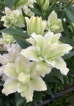 ЛИЛИЯ ROSELILY ДЖОЕЛЛА