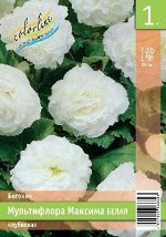 МУЛЬТИФЛОРА МАКСИМА БЕЛАЯ
