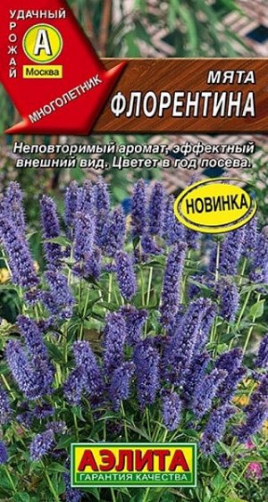 Мята Флорентина