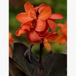 КАННА (КОРИЧН) ХЭППИ ВИЛМА, CannaSol