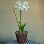 АМАРИЛЛИС АКИКО