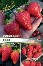 Клубника  ЗЕМЛЯНИКА САДОВАЯ АЛЬБА