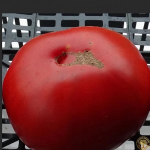 Семена Итальянский гигант миссис Бот 5шт