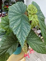 Коралловая бегония Люцерна