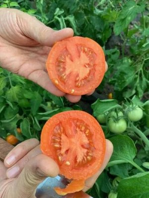 Томат Оранжевый Куб