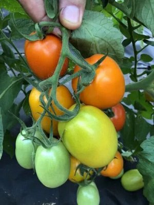 Томат Оранжевый Куб