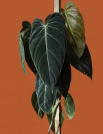 Филодендрон Меланохризум /Андре  (Philodendron Melanochrysum)