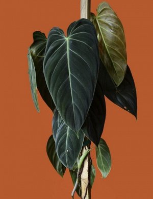 Филодендрон Меланохризум /Андре  (Philodendron Melanochrysum)