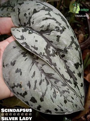 Сциндапсус Silver Lady