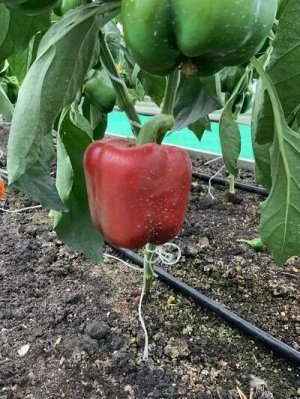 Перец сладкий Летний Куб (ЕВРОЛОГ)