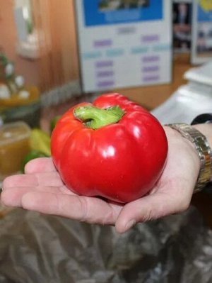 Перец сладкий Садовое кольцо (ЕВРОЛОГ) хит