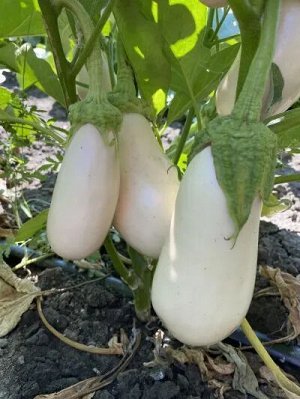 Баклажан Лебединый