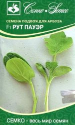 Подвой для арбуза Рут Пауэр F1(ЕВРОЛОГ)