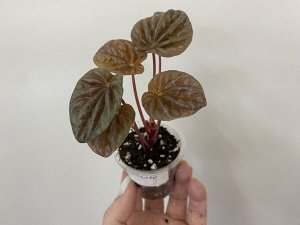 Цветы от FEViolets Пеперомия каперата Quito