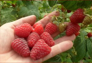 Зюгана Сорт подходит для промышленного выращивания: хороший вкус ягод и высокая транспортабельность. Высокие показатели достигаются при выращивании в полутени.