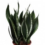 Сансевиерия Sansevieria trifasciata &quot;Silver Flame&quot;