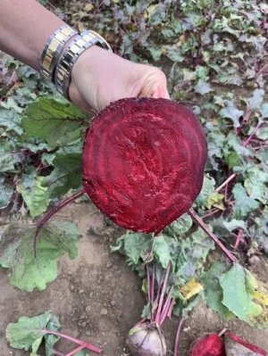 Свекла столовая Модана