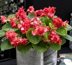 Бегония вечноцветущая полумахровая (Begonia semperflorens) Fiona Red, укорененный черенок от 5 см