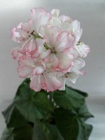 Пеларгония &#039;Pretty Petticoat&#039;, укорененный черенок