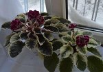 Детка фиалки ЛЕ-Оксана (Е.Лебецкая)