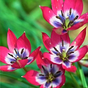 Тюльпан (Ботанический) - Лилипут