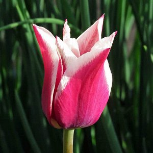 Тюльпан (Лилиецветный) - Клаудия