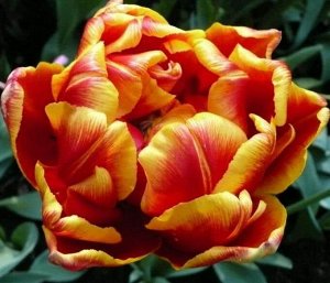 Тюльпан (Махровый ранний) - Силеста