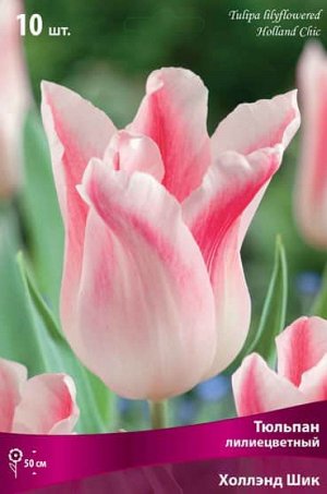 Тюльпан (Лилиецветный) - Холланд Шик