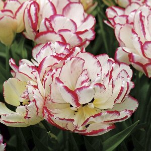 Тюльпан (Многоцветковый) - Белиция